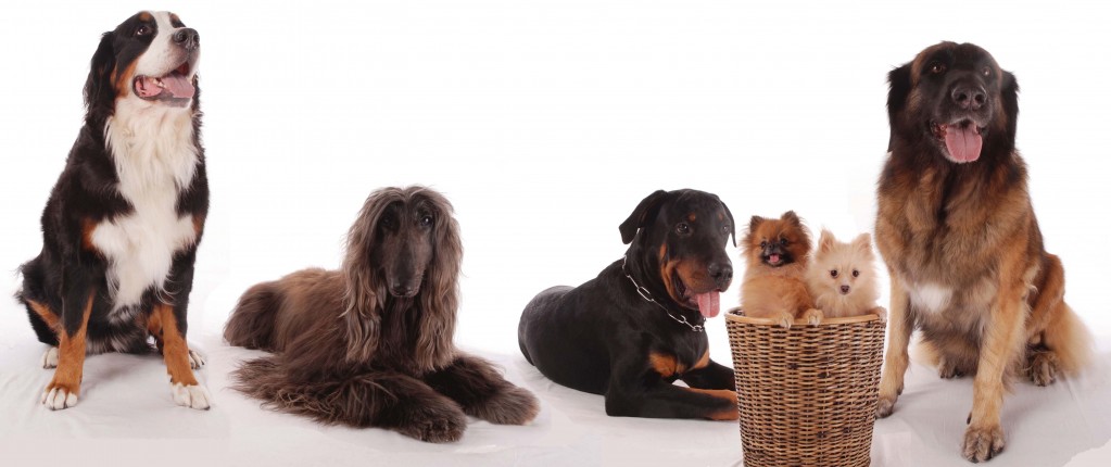 owr_syop's_dogs