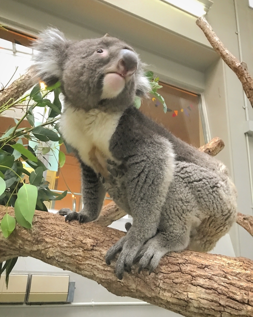 コアラだいち
