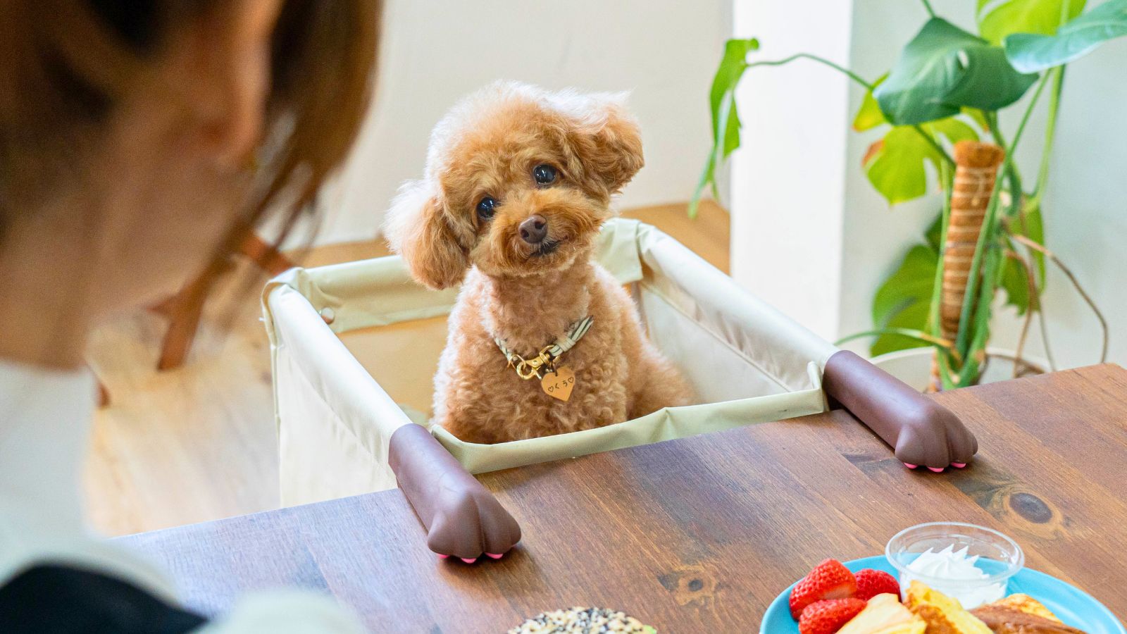ペットと同じ目線でテーブルで過ごせる「肉球アームのペットチェア Chocorin」