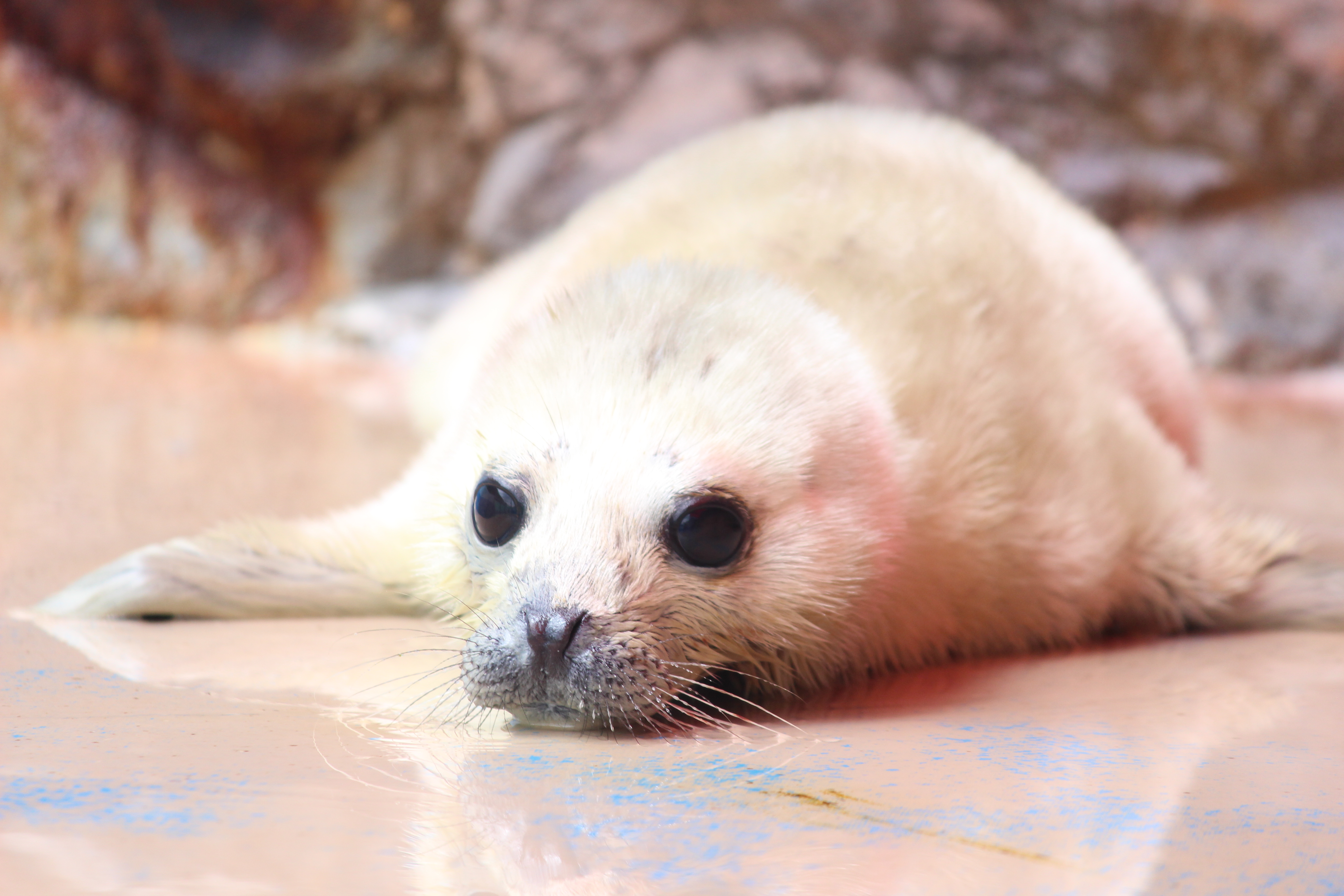 ゴマフア ザラシの赤ちゃんが誕生